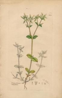 1840ǯ SOWERBY ENGLISH BOTANY 2 No.669 ʥǥ ߥߥʥ° Cerastium vulgatum