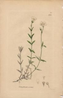 1840ǯ SOWERBY ENGLISH BOTANY 2 No.673 ʥǥ ߥߥʥ° 襦ߥߥʥ Cerastium arvense