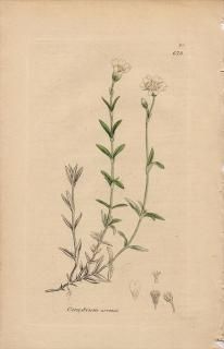 1840ǯ SOWERBY ENGLISH BOTANY 2 No.673 ʥǥ ߥߥʥ° 襦ߥߥʥ Cerastium arvense