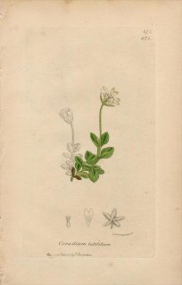 1840ǯ SOWERBY ENGLISH BOTANY 2 No.675 ʥǥ ߥߥʥ° Cerastium latifolium