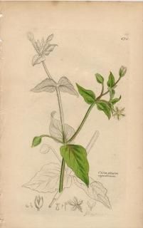 1840ǯ SOWERBY ENGLISH BOTANY 2 No.676 ʥǥ ϥ° ϥ Cerastium aquaticum