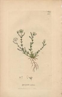 1840ǯ SOWERBY ENGLISH BOTANY 2 No.678 ʥǥ ĥ᥯° Spergula nodosa