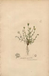 1840ǯ SOWERBY ENGLISH BOTANY 2 No.679 ʥǥ ĥ᥯° ޥĥ᥯ Spergula saginoides