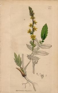 1840ǯ SOWERBY ENGLISH BOTANY 2 No.684 Х ߥҥ° 襦ߥҥ Agrimonia Eupatoria