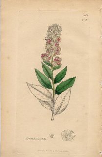 1840ǯ SOWERBY ENGLISH BOTANY 2 No.702 Х ĥ° ۥĥ Spiraea salicifolia