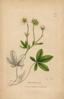 1840ǯ SOWERBY ENGLISH BOTANY 2 No.736 Х ॷ° Potentilla alba