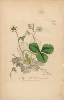 1840ǯ SOWERBY ENGLISH BOTANY 2 No.739 Х ॷ° Potentilla fragariastrum