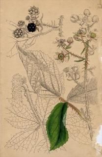 1840ǯ SOWERBY ENGLISH BOTANY 2 No.723 Х ° Rubus Kohleri