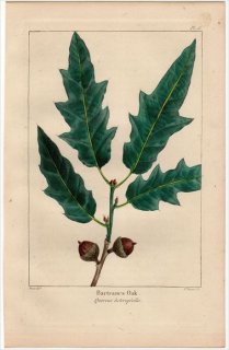 1857ǯ MICHAUX Ƥμ Pl.18 ֥ʲ ʥ° Сȥॺ Bartram's Oak