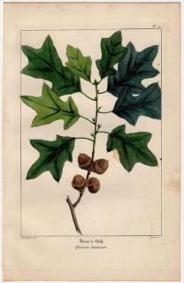 1857ǯ MICHAUX Ƥμ Pl.21 ֥ʲ ʥ° ٥ Bear's Oak