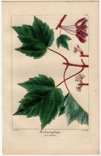 1857年 MICHAUX 北米の樹木 Pl.41 ムクロジ科 カエデ属 アメリカハナノキ Red flowering Maple