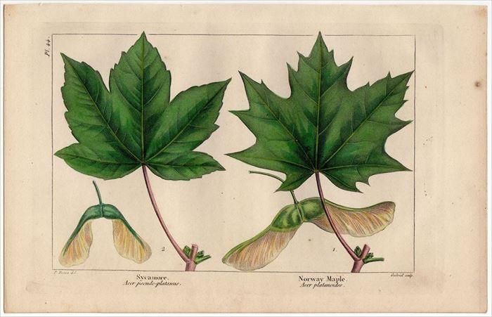 1857年 Michaux 北米の樹木 Pl 44 ムクロジ科 カエデ属 セイヨウカジカエデ Sycamore ノルウェーカエデ Norway Maple アンティークプリント ボタニカルアート 博物画の通販サイト Spirito Di Artigiano