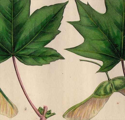 1857年 MICHAUX 北米の樹木 Pl.44 ムクロジ科 カエデ属 セイヨウ