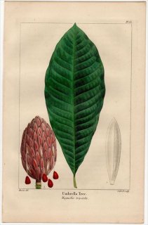 1857ǯ MICHAUX Ƥμ Pl.55 ⥯ ⥯° ⥯ Umbrella Tree