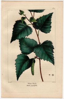 1857年 MICHAUX 北米の樹木 Pl.71 カバノキ科 カバノキ属 グレイバーチ White Birch