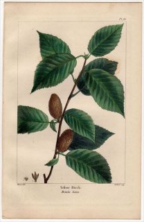 1857年 MICHAUX 北米の樹木 Pl.73 カバノキ科 カバノキ属 キハダカンバ Yellow Birch