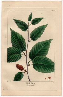 1857年 MICHAUX 北米の樹木 Pl.74 カバノキ科 カバノキ属 レンタカンバ Black Birch