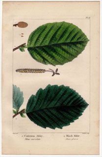 1857年 MICHAUX 北米の樹木 Pl.75 カバノキ科 ハンノキ属 アメリカテリハハンノキ Common Alder