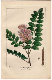 1857年 MICHAUX 北米の樹木 Pl.77 マメ科 ハリエンジュ属 モモイロハリエンジュ Rose flowering Locust