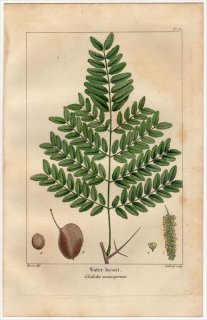 1857年 MICHAUX 北米の樹木 Pl.80 マメ科 サイカチ属 アメリカサイカチ Water locust