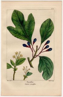 1857年 MICHAUX 北米の樹木 Pl.81 クスノキ科 サッサフラス属 サッサフラス Sassafras