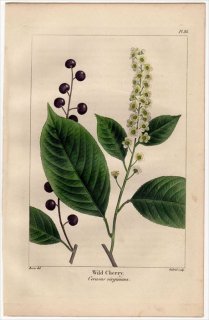 1857年 MICHAUX 北米の樹木 Pl.88 バラ科 サクラ属 ブラックチェリー Wild Cherry