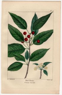 1857年 MICHAUX 北米の樹木 Pl.90 バラ科 サクラ属 Red Cherry