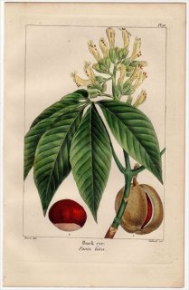 1857年 MICHAUX 北米の樹木 Pl.91 ムクロジ科 トチノキ属 キバナトチノキ Buck eye