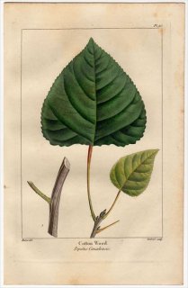 1857年 MICHAUX 北米の樹木 Pl.95 ヤナギ科 ヤマナラシ属 カナダポプラ Cotton Wood