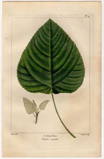 1857年 MICHAUX 北米の樹木 Pl.97 ヤナギ科 ヤマナラシ属 Cotton Tree
