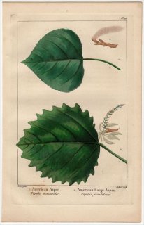 1857年 MICHAUX 北米の樹木 Pl.99 ヤナギ科 ヤマナラシ属 アメリカヤマナラシ American Aspen