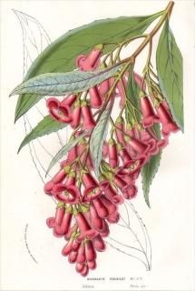 1861ǯ Van Houtte 衼åѤοʪ եĥ եĥ° ٥˥Хʥեĥ BUDDLEIA COLVILEI