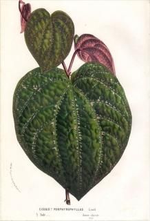 1861ǯ Van Houtte 衼åѤοʪ ֥ɥ ° CISSUS PORPHYROPHYLLUS