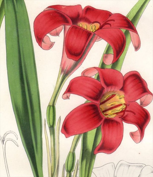 1861年 Van Houtte ヨーロッパの植物 ヒガンバナ科 キルタンサス CYRTANTHUS (Gastronema) SANGUINEUS  アンティークプリント ボタニカルアート 博物画の通販サイト Spirito di Artigiano