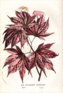 1861年 Van Houtte ヨーロッパの植物 ムクロジ科 カエデ属 ACER SEPTEMLOBUM VERSICOLORUM
