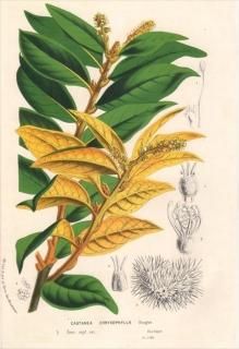 1857ǯ Van Houtte 衼åѤοʪ ֥ʲ ȥ° ȥ CASTANEA CHRYSOPHYLLA