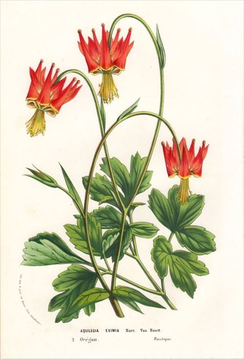 1857年 Van Houtte ヨーロッパの植物 キンポウゲ科 オダマキ属 AQUILEGIA EXIMIA - アンティークプリント 博物画  ボタニカルアートの通販サイト Spirito di Artigiano