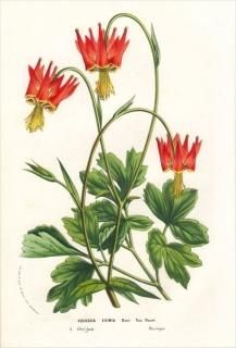 1857ǯ Van Houtte 衼åѤοʪ ݥ ޥ° AQUILEGIA EXIMIA