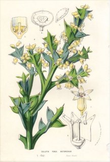 1861年 Van Houtte ヨーロッパの植物 クロウメモドキ科 COLLETIA FEROX BICTONIENSIS