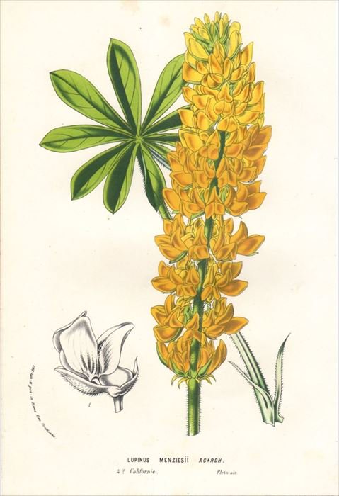 1861年 Van Houtte ヨーロッパの植物 マメ科 ルピナス属 LUPINUS MENZIESII AGARDH - アンティークプリント  博物画 ボタニカルアートの通販サイト Spirito di Artigiano