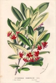 1875ǯ Van Houtte 衼åѤοʪ ȥ٥ ȥ٥° PITTOSPORUM CRASSIFOLIUM