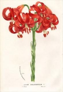 1875ǯ Van Houtte 衼åѤοʪ  ° LILIUM CHALCEDONICUM
