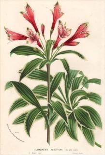 1875ǯ Van Houtte 衼åѤοʪ ꥺ 륹ȥꥢ° ALSTROEMERIA PERUVIANA