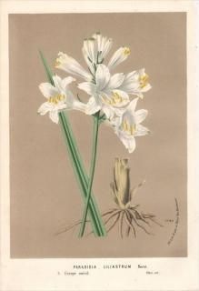 1875ǯ Van Houtte 衼åѤοʪ  ѥǥ° PARADISIA LILIASTRUM