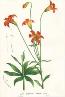 1875ǯ Van Houtte 衼åѤοʪ  ° LILIUM CANADENSE PARVUM