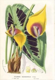 1875ǯ Van Houtte 衼åѤοʪ ȥ ƥɥͥ° STEUDNERA COLOCASIAEFOLIA