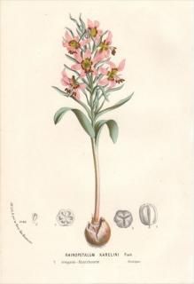 1875ǯ Van Houtte 衼åѤοʪ  RHINOPETALUM KARELINI