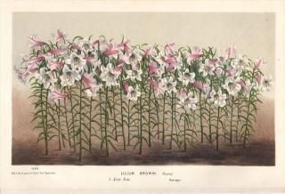 1875ǯ Van Houtte 衼åѤοʪ  ° ϥ LILIUM BROWNI