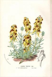 1875ǯ Van Houtte 衼åѤοʪ Х ҥᥭ󥮥祽 LINARIA TRISTIS