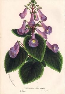 1869ǯ Van Houtte 衼åѤοʪ 勵Х ͥ ACHIMENES BLEU